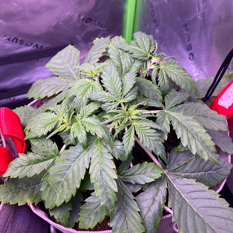Grand Daddy Purp growlog timeline photo