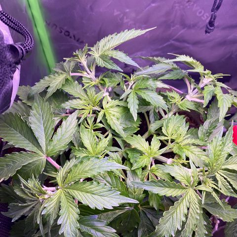 Gorilla Cookies growlog timeline photo