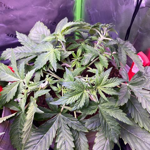 Grand Daddy Purp growlog timeline photo