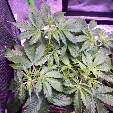 Gorilla Cookies growlog timeline photo