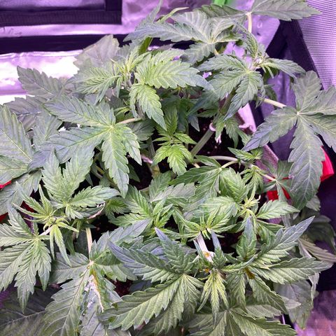 Grand Daddy Purp growlog timeline photo