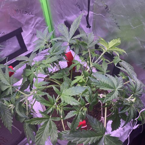 Grand Daddy Purp growlog timeline photo