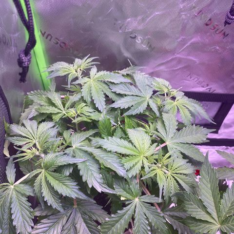 Gorilla Cookies growlog timeline photo