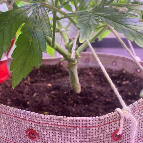 Gorilla Cookies growlog timeline photo