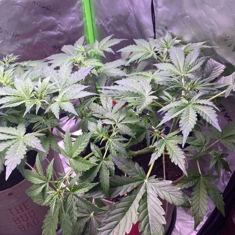 Grand Daddy Purp growlog timeline photo