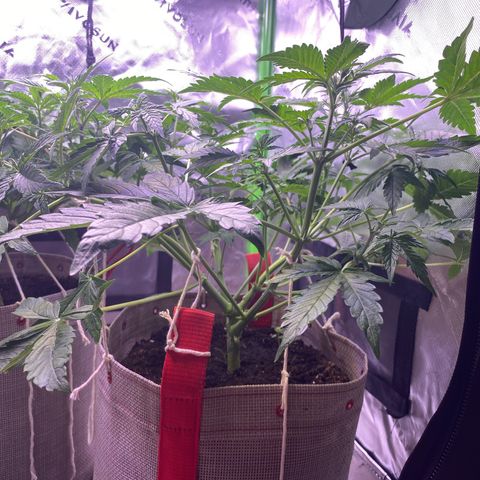 Grand Daddy Purp growlog timeline photo