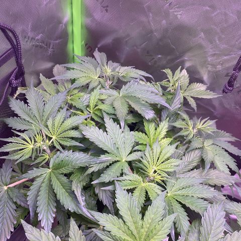 Gorilla Cookies growlog timeline photo