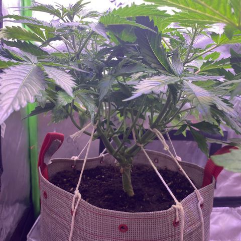 Gorilla Cookies growlog timeline photo