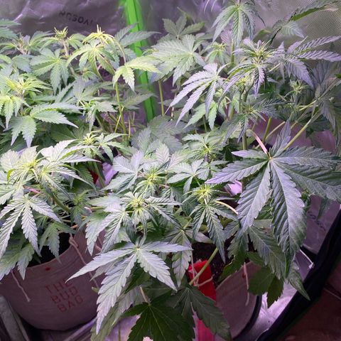 Grand Daddy Purp growlog timeline photo