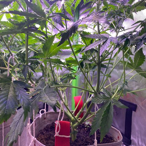 Grand Daddy Purp growlog timeline photo