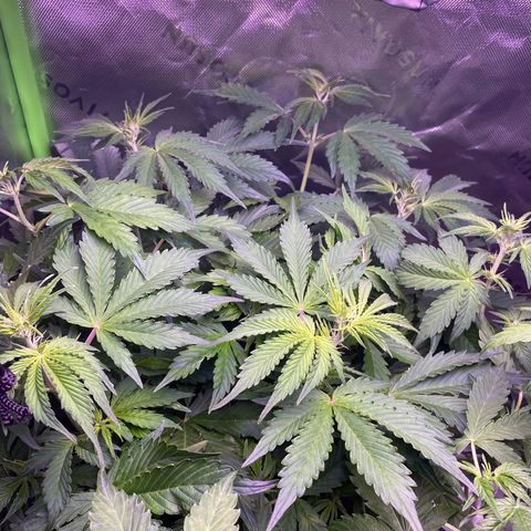 Gorilla Cookies growlog timeline photo