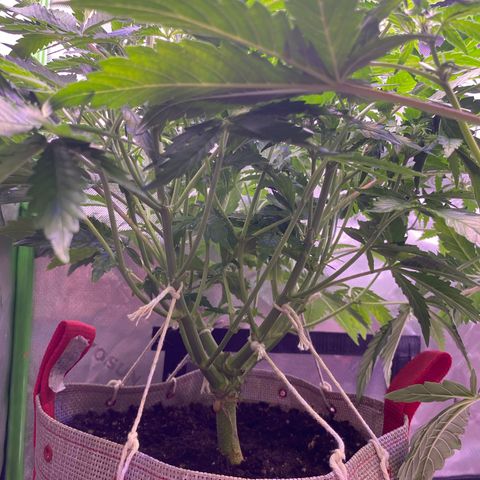 Gorilla Cookies growlog timeline photo