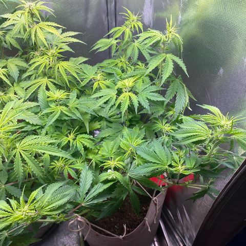 Gorilla Cookies growlog timeline photo