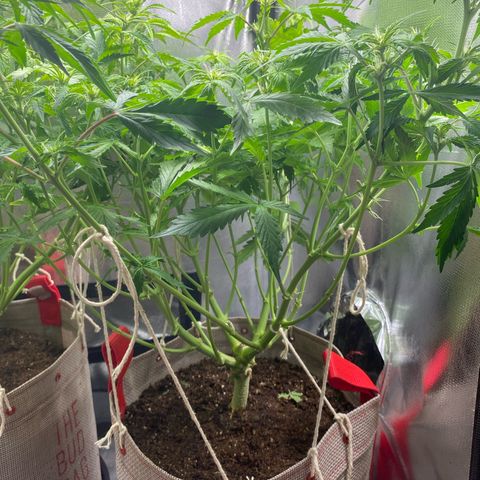 Gorilla Cookies growlog timeline photo