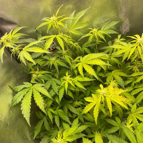 Grand Daddy Purp growlog timeline photo