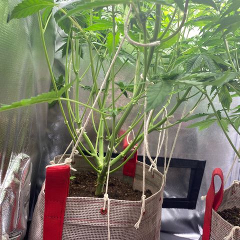 Grand Daddy Purp growlog timeline photo
