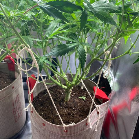 Gorilla Cookies growlog timeline photo