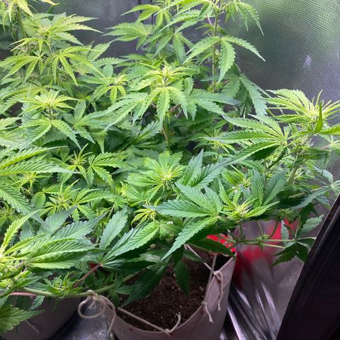 Gorilla Cookies growlog timeline photo