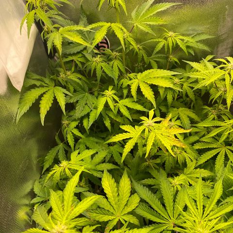 Grand Daddy Purp growlog photo: Eata com uma deficiência diminui o PH para ver se vai resolver, agora esta com dose nova na rega pra ver se é fome
