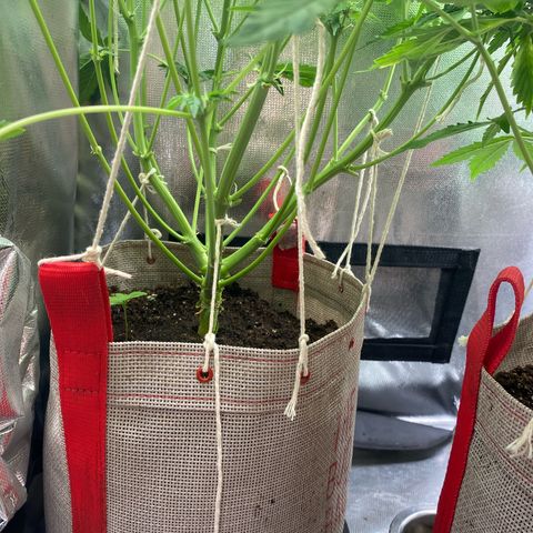 Grand Daddy Purp growlog photo: Eata com uma deficiência diminui o PH para ver se vai resolver, agora esta com dose nova na rega pra ver se é fome