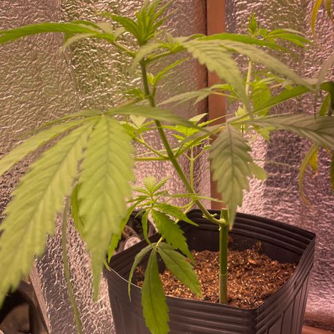 AK 47 growlog timeline photo
