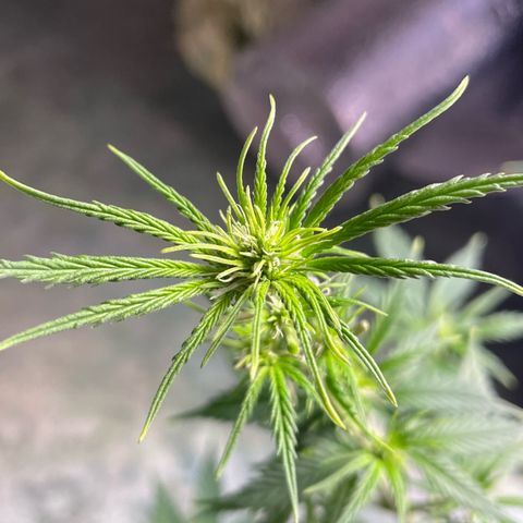 AK 47 growlog timeline photo