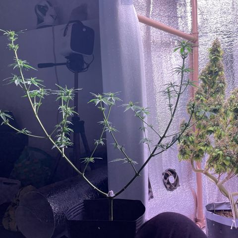 AK 47 growlog timeline photo