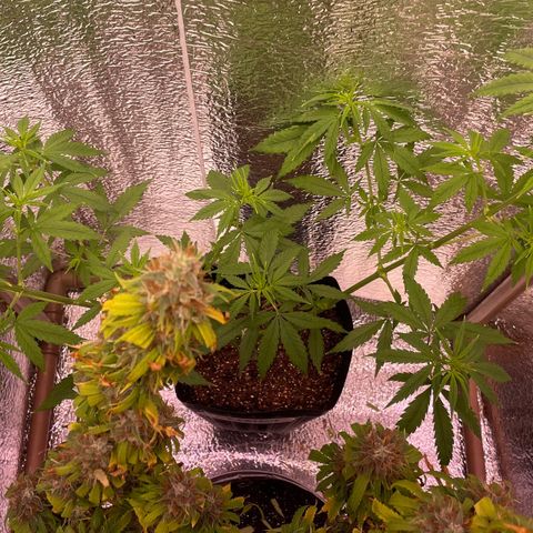 AK 47 growlog timeline photo
