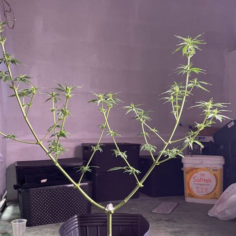 AK 47 growlog timeline photo