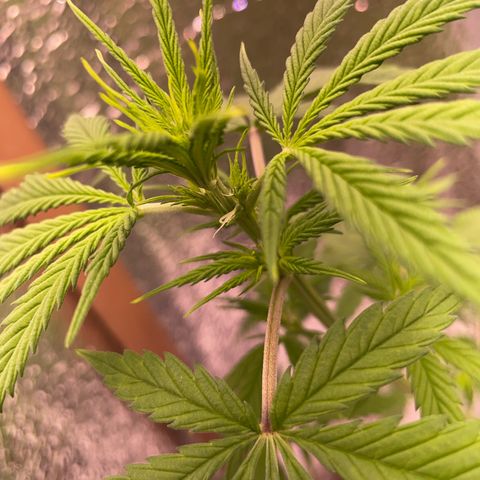 AK 47 growlog timeline photo