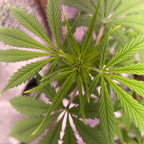 AK 47 growlog timeline photo