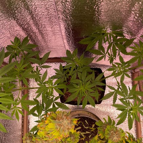 AK 47 growlog timeline photo