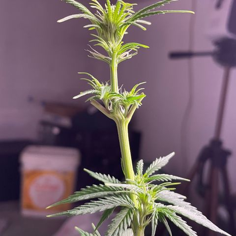 AK 47 growlog timeline photo