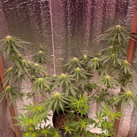AK 47 growlog timeline photo
