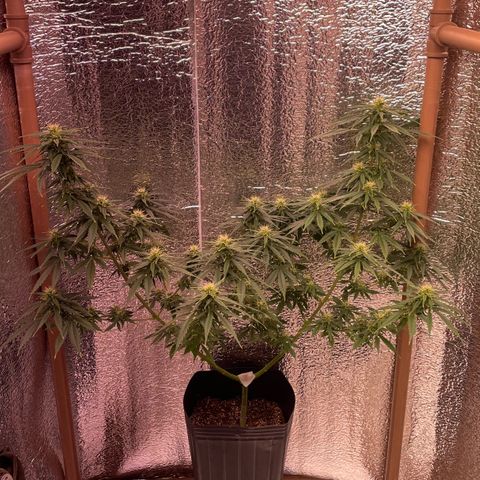 AK 47 growlog timeline photo