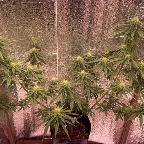AK 47 growlog timeline photo