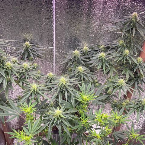 AK 47 growlog timeline photo
