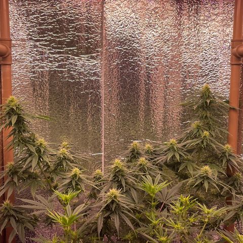 AK 47 growlog timeline photo