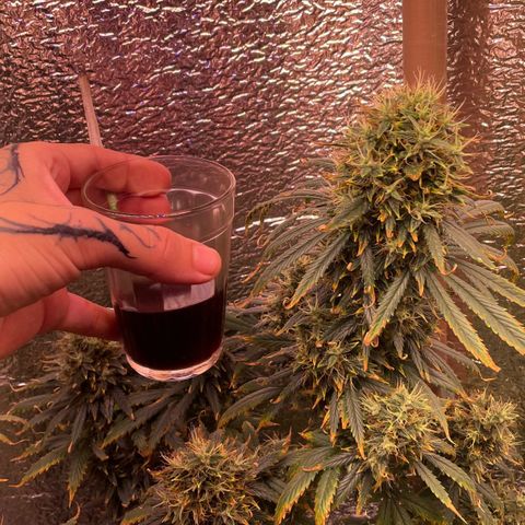 AK 47 growlog timeline photo