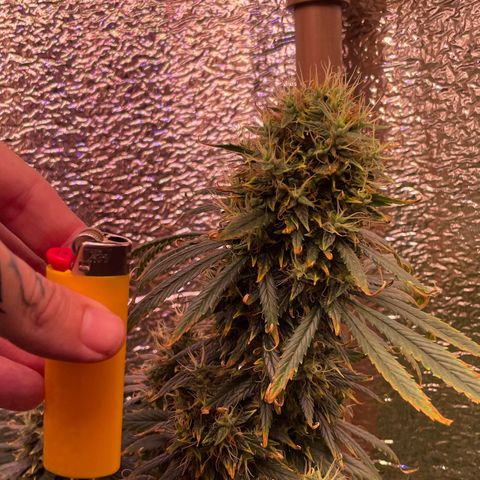 AK 47 growlog timeline photo