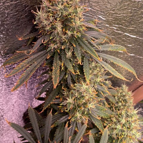 AK 47 growlog timeline photo
