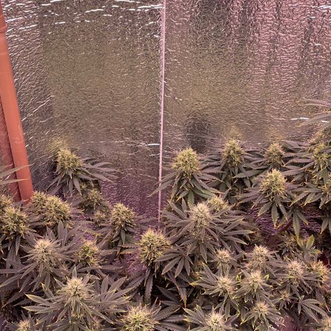 AK 47 growlog timeline photo