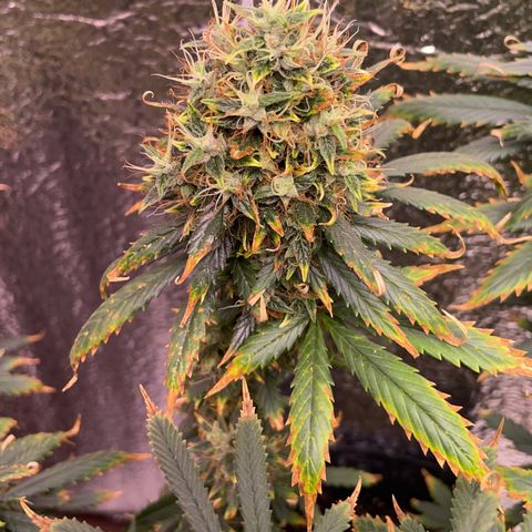 AK 47 growlog timeline photo