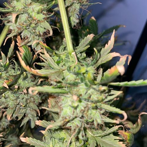 AK 47 growlog timeline photo