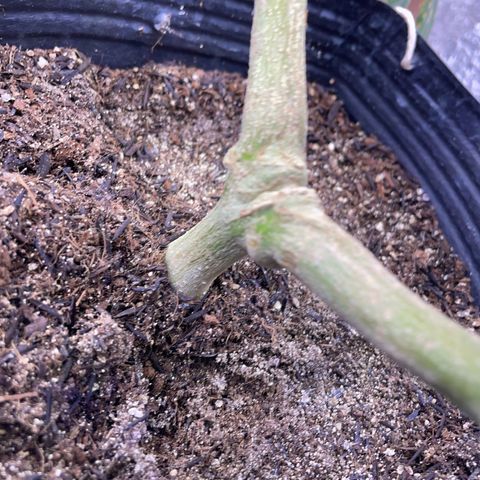 AK 47 growlog timeline photo