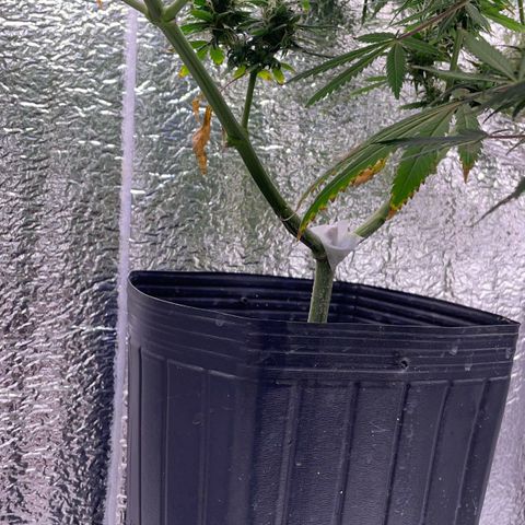 AK 47 growlog timeline photo