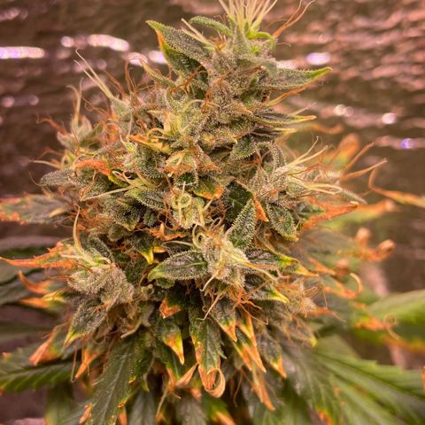 AK 47 growlog timeline photo