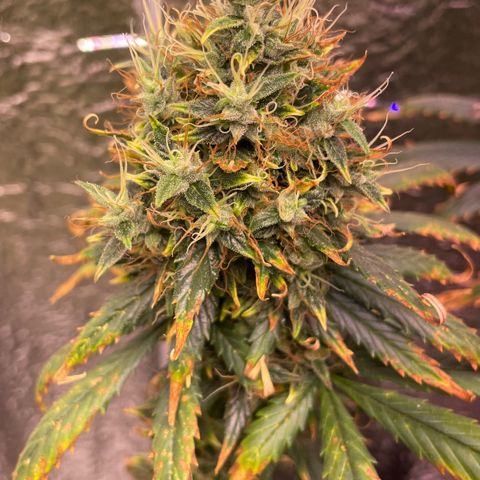 AK 47 growlog timeline photo
