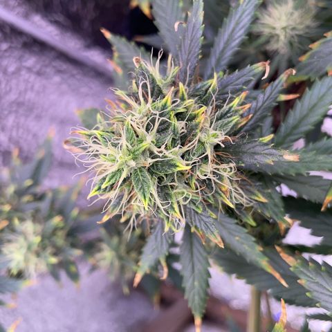 AK 47 growlog timeline photo