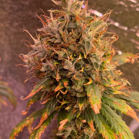 AK 47 growlog timeline photo